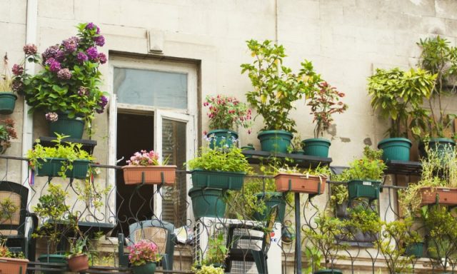 39617370 - small herb and flower garden built on terrace