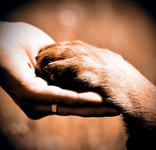41866440 - dog´s paw and man´s hand best friends