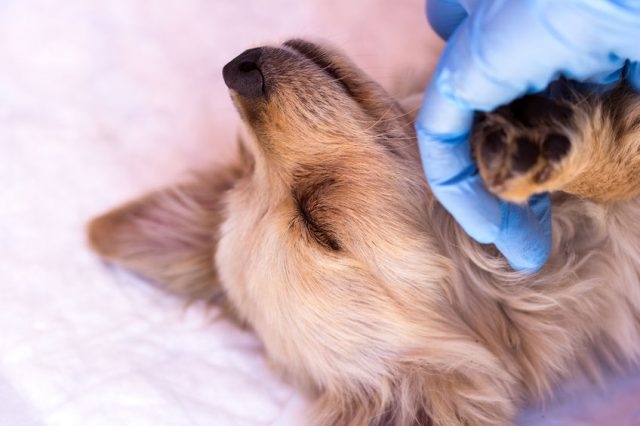 41715993 - young dog with ticks