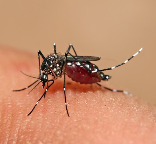 A szúnyogok tevékenysége