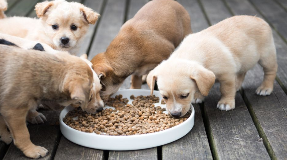 A tápláló kutyatápok